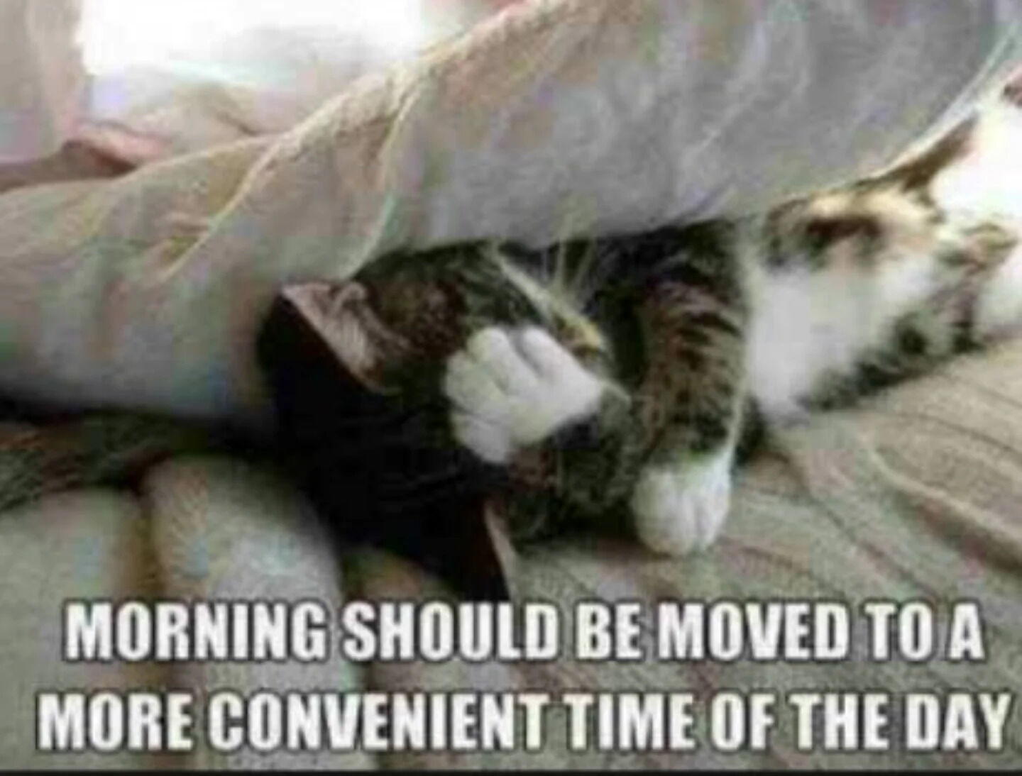 A photograph of a tabby and white cat curled up under a soft, light-colored blanket, appearing to be sound asleep. The cat's head is partially covered by the blanket, with its paws visible and relaxed. The text overlay at the bottom of the image reads: 'MORNING SHOULD BE MOVED TO A MORE CONVENIENT TIME OF THE DAY', humorously capturing the relatable sentiment of not wanting to wake up early, personified through the sleepy cat.