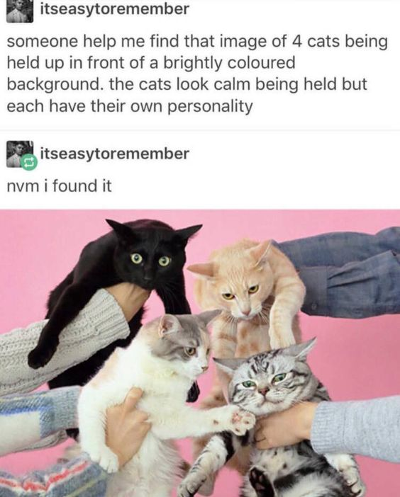 A social media meme consisting of two posts by user 'itseasytoremember'. The first post asks for help finding an image of four cats being held against a brightly colored background, describing them as calm with distinct personalities. The second post follows up with 'nvm i found it' and includes the image: four cats (black, orange, white-gray, and tabby) being held by human hands against a pink background, each with unique expressions—alert, unamused, curious, and calm respectively.