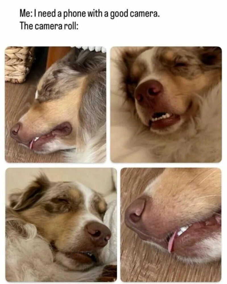 This relatable meme features text at the top stating 'Me: I need a phone with a good camera. The camera roll:', followed by a 4-panel collage of unflattering, humorous close-up photos of a sleeping Australian Shepherd dog. The dog is shown making silly faces in all four shots, with its teeth and tongue partially sticking out as it sleeps. The joke highlights the common experience of purchasing a phone with a high-quality camera, only to use the vast majority of its storage for silly, candid photos of personal pets.