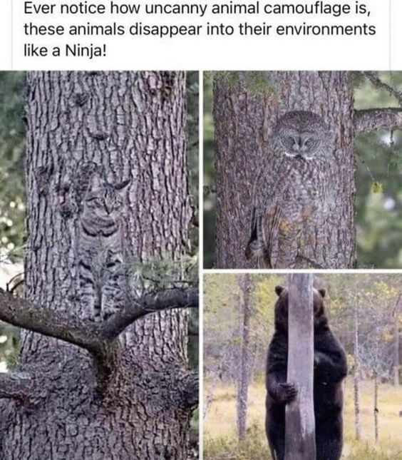 This meme is a three-image collage centered on the joke of animals using 'ninja-like' camouflage to blend into their environments. The top text introduces the premise: 'Ever notice how uncanny animal camouflage is, these animals disappear into their environments like a Ninja!'. The top-left image is an edited photo of a tabby cat, digitally altered to merge with the texture of a tree trunk, faking camouflage. The top-right image shows a real owl naturally perfectly blended into a tree, exemplifying actual impressive animal camouflage. The bottom-right image subverts the premise entirely: a black bear is hugging a tree trunk, not camouflaged at all, creating an absurd, funny contrast to the 'ninja' camouflage idea. The humor comes from the mix of real, edited, and intentionally non-camouflaged images, playing on the audience's expectation of seeing hidden animals, then delivering a silly, unrelated animal action.