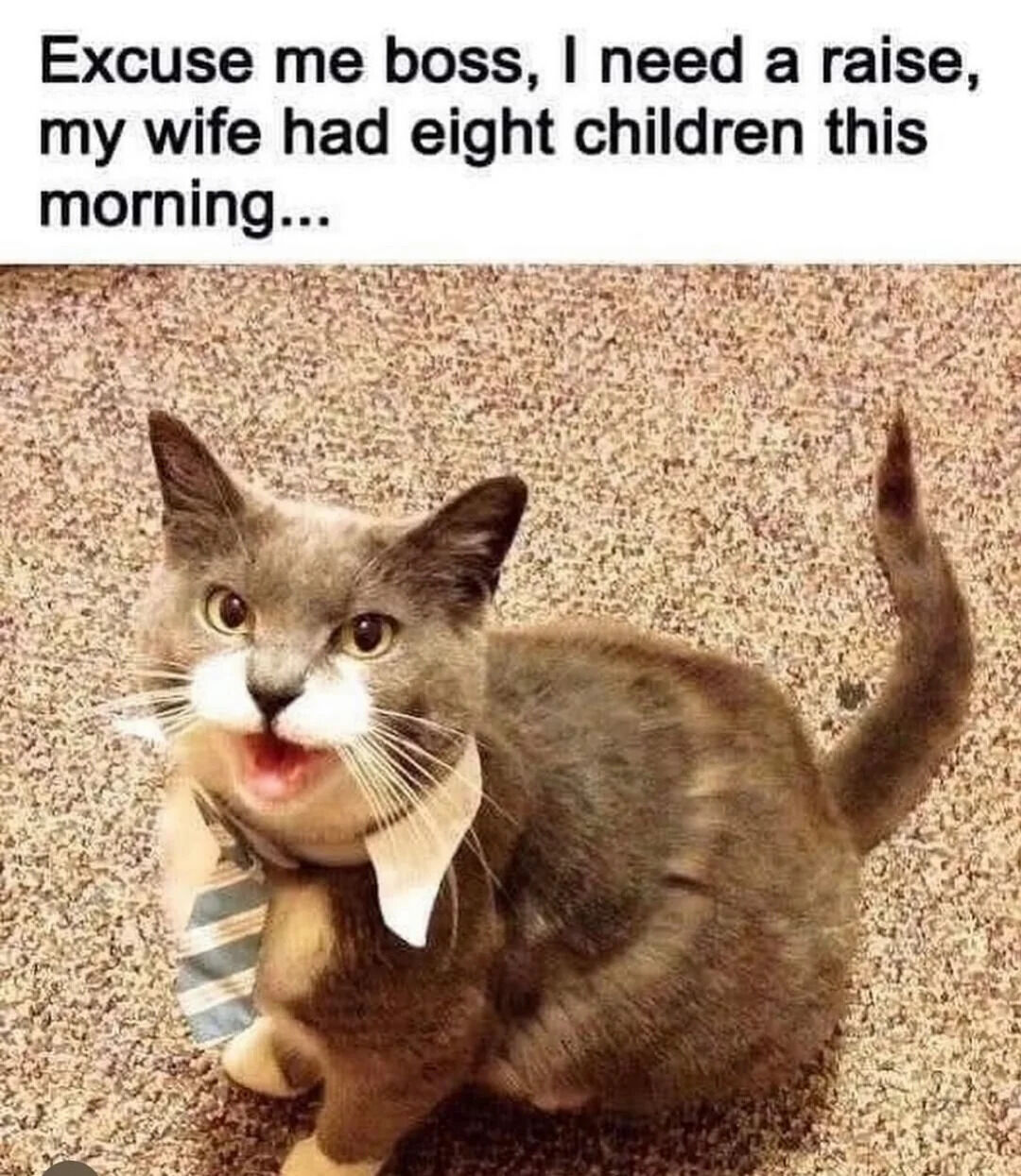A meme featuring a gray and white cat with a white muzzle and chest, wearing a small striped tie, sitting on a beige carpeted floor. The cat has its mouth open in a speaking pose, with wide eyes giving a surprised or earnest expression. Above the cat is a bold text overlay that reads: 'Excuse me boss, I need a raise, my wife had eight children this morning...'. The humor stems from anthropomorphizing the cat as a 'business cat' in a professional context, using the relatable scenario of asking for a raise to support a large family—exaggerated here by the 'eight children' (implied to be kittens) to create a funny, absurd workplace request.