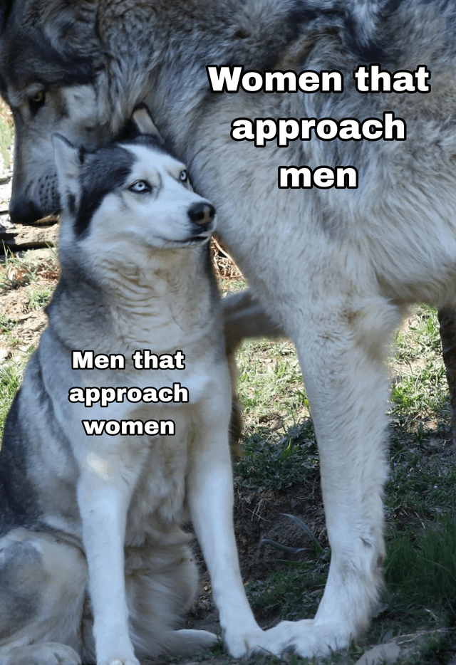 This meme features a large, imposing gray wolf standing next to a much smaller, wide-eyed Siberian husky sitting on the ground. Text next to the wolf reads "Women that approach men", while text over the husky reads "Men that approach women". The joke plays on the common societal stereotype that it is far more expected, common, and low-effort for men to initiate romantic advances by approaching women, while women who make the first move to approach men are considered far bolder, more confident, and exist in a "different league" compared to their male counterparts, hence the stark visual contrast between the impressive wolf and the ordinary, anxious-looking husky.