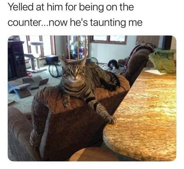 This is a funny viral pet meme featuring a real tabby cat. After the owner yelled at the cat for getting on the kitchen counter, the cat deliberately positioned itself on the couch arm right next to the counter, leaving one front paw resting directly on the counter surface while staring defiantly at the owner, playing into the common trope of cats intentionally disobeying and teasing their owners after being scolded.