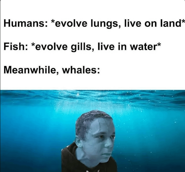 The meme opens with text explaining standard evolutionary paths: humans evolved lungs to live on land, while fish evolved gills to live in water. It then cuts to a shot of a deadpan-looking man edited to be staring blankly underwater, labeled as what whales did, referencing the fact that whales evolved from land-dwelling ancestors with lungs to return to living full time in water, an unexpected evolutionary reversal that serves as the eponymous 'plot twist' of nature.