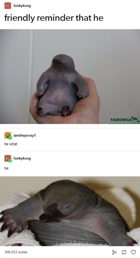 This is a viral wholesome meme formatted as a Tumblr thread. The first post by user funkykong shows a photo of a tiny, hairless newborn echidna (called a puggle) being held in a human hand, paired with the text 'friendly reminder that he'. A second user, iamtheproxy1, replies asking 'he what'. The original poster then replies with just the word 'he', followed by a second photo of the same baby echidna at a slightly older age, with developing spines, lying relaxed on a towel. The humor comes from the intentionally unfinished setup, deadpan delivery, and the payoff being simply the existence of the extremely cute baby animal with no further context provided.