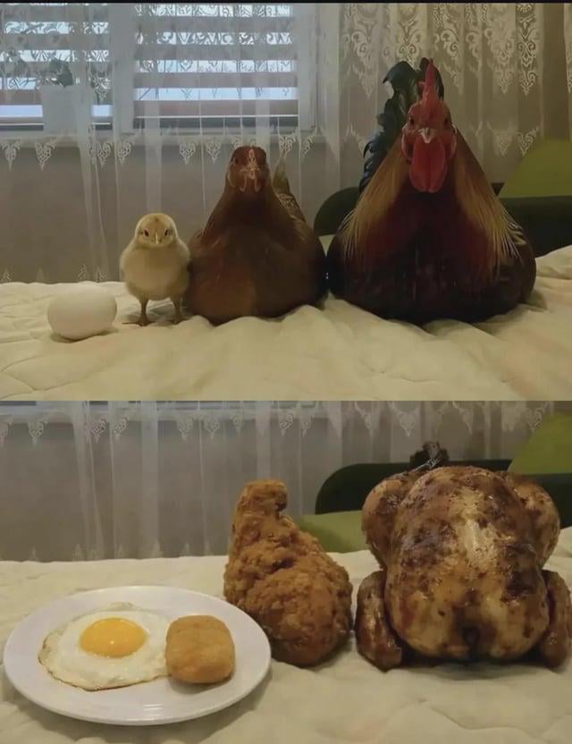 A two-panel vertical meme. The top panel displays a sequence of uncooked chicken-related items arranged left to right on a white textured surface: a whole white egg, a small yellow chick, a brown hen, and a larger red rooster, with a lace curtain and potted plant in the background. The bottom panel shows their corresponding cooked versions in the same arrangement: a plate with a sunny-side-up fried egg and a hash brown, a piece of golden-brown fried chicken, and a whole roasted chicken with crispy skin, maintaining the same background elements.