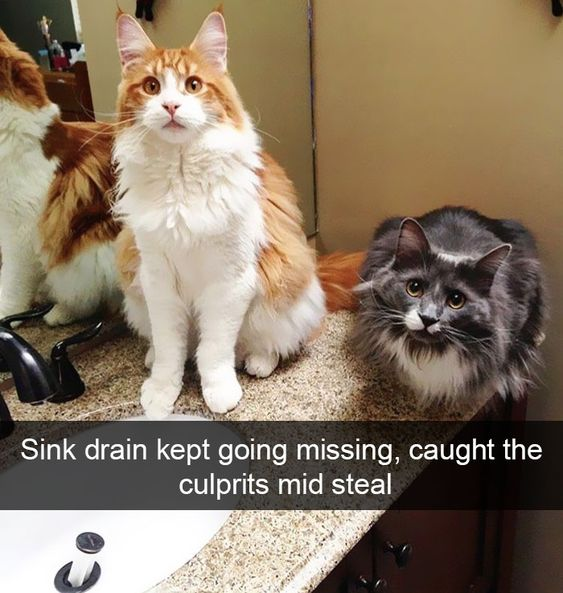 This wholesome meme features a photograph of two long-haired cats on a bathroom counter. The primary text reads: *Sink drain kept going missing, caught the culprits mid steal*, playfully accusing the cats of taking the sink drain (evidenced by the empty hole in the sink below). The cats have wide, innocent-looking eyes, which adds to the lighthearted, funny, and wholesome tone of the image, framing the cats as silly 'culprits' for a minor household mystery.