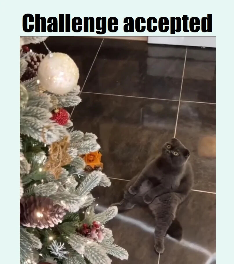 The image features a gray cat sitting on a shiny tiled floor, looking upward with wide, focused eyes at a decorated Christmas tree. The tree is adorned with various ornaments, including a large white glittery bauble, pinecones, red berries, and an orange flower, with artificial snow dusting the branches. At the top of the image, bold black text on a light blue background reads 'Challenge accepted,' humorously implying the cat is ready to interact with or 'take on' the Christmas tree. The cat's posture—sitting upright on its hind legs—and intense gaze create a playful, determined atmosphere, typical of pets reacting to holiday decorations.