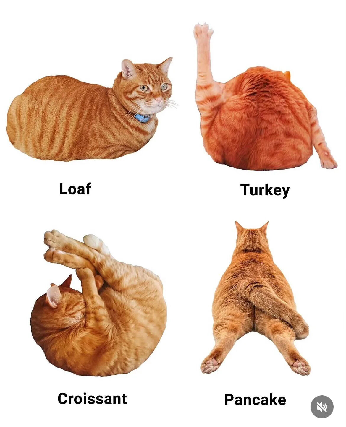 This is a 2x2 grid meme featuring four different orange tabby cats, each posing naturally in a shape that resembles a common food item, with each position labeled with the matching food name. The top-left cat curled into a tight rounded shape is labeled 'Loaf', playing on the already popular internet term 'cat loaf' for this common cat resting pose. The top-right cat with one leg stretched upward resembles a cooked turkey and is labeled 'Turkey'. The bottom-left cat curled on its back with legs stretched out has a curved shape matching a croissant, labeled 'Croissant'. The bottom-right cat sitting with its back to the viewer and legs spread forms a flat wide shape like a pancake, labeled 'Pancake'. The humor comes from how accurately each cat's natural pose matches the shape of the food it is named after, creating a cute, wholesome joke.