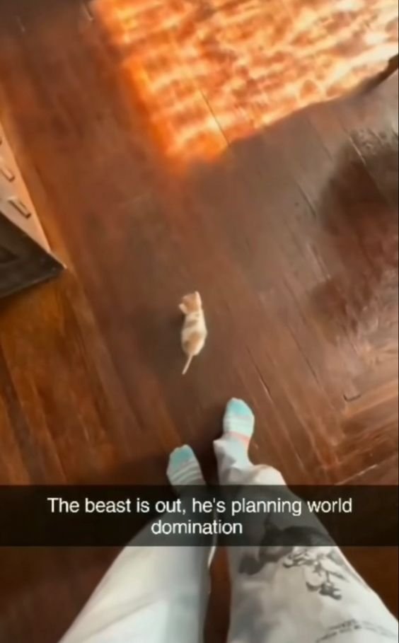 This is a first-person perspective cute animal meme, taken looking down from the photographer's point of view. At the bottom of the frame are the photographer's legs and feet, wearing socks, standing on a brown hardwood floor. A tiny baby light-colored mouse stands alone on the floor between the person's feet. The on-image caption adds a dramatic joke about the tiny mouse, creating humor from the contrast between the mouse's small harmless size and the dramatic villainous wording. Sunlight streams onto the upper portion of the floor.