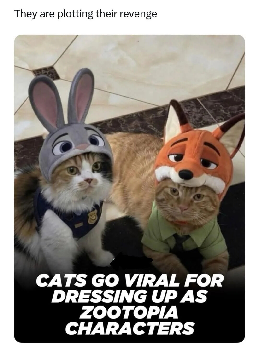 The image features two real domestic cats dressed in costumes inspired by Disney's *Zootopia* characters. The left cat wears a gray rabbit hat resembling Judy Hopps, complete with large pink-lined ears and a small police badge accessory around its neck. The right cat wears an orange fox hat resembling Nick Wilde, with white facial markings and a green shirt-like accessory. Both cats sit on a light-colored tiled floor with dark decorative borders. Above the cats, the text reads 'They are plotting their revenge,' while larger text at the bottom states 'CATS GO VIRAL FOR DRESSING UP AS ZOOTOPIA CHARACTERS.' The cats have neutral to slightly serious expressions, creating a humorous contrast with the playful costumes and the tongue-in-cheek 'plotting revenge' caption.
