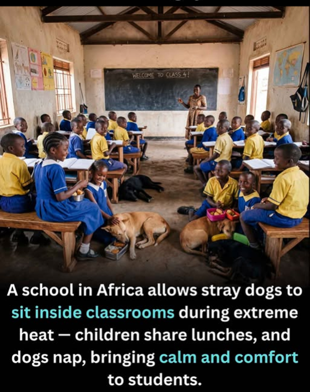 The image shows the interior of a simple, rural African elementary school classroom. Young students wearing blue and yellow uniforms sit on wooden benches at basic desks arranged in a U-shape around the room, with open books and lunch containers in front of them. A female teacher stands at the front of the room near a chalkboard that reads 'WELCOME TO CLASS 4!', appearing to teach the class. Multiple stray dogs of varying colors rest or nap calmly on the floor between the desk rows, with some being fed lunch shared by the students. Overlaid text at the bottom of the image explains the school allows stray dogs to take shelter inside the classroom during periods of extreme heat, that students share their food with the dogs, and that the presence of the napping dogs creates a calm, comforting environment for the students.