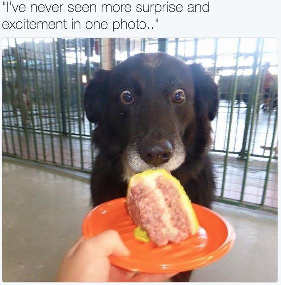 A heartwarming photograph capturing a black dog with a strikingly surprised and excited expression—its eyes wide open, ears perked, and mouth slightly open—as it interacts with a sandwich placed on an orange plate. The plate is held by a human hand in the foreground, positioning the sandwich close to the dog's nose, likely prompting its enthusiastic reaction. The background features a fenced area with blurred elements, suggesting an indoor setting such as a kennel, shelter, or community space. Above the image, a comment reads: 'I've never seen more surprise and excitement in one photo...', which aptly summarizes the dog's endearing demeanor.