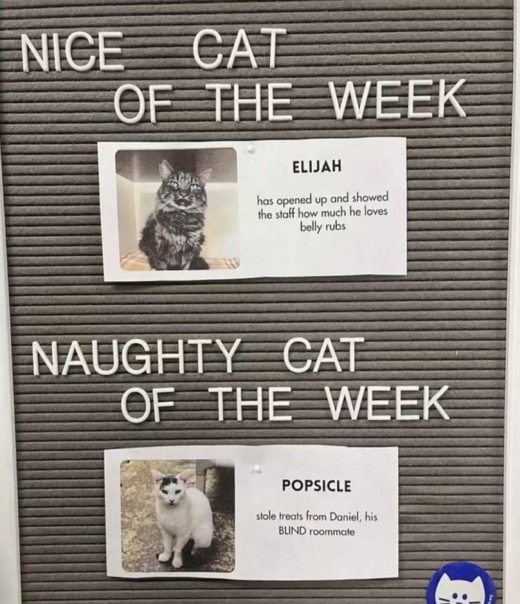 The image displays a grey felt letter board split into two distinct award categories for shelter cats. The top section is labeled 'NICE CAT OF THE WEEK' and features a printed card with a photo of a tabby cat named Elijah, with text explaining he has become more comfortable around shelter staff and enjoys receiving belly rubs. The lower section is labeled 'NAUGHTY CAT OF THE WEEK' and features a printed card with a photo of a white cat with dark facial markings named Popsicle, with text noting he stole treats from his blind roommate cat named Daniel. The humor stems from the absurdly petty and mischievous nature of Popsicle's offense against a vulnerable roommate, making the lighthearted weekly award list feel funny and endearing to cat lovers.