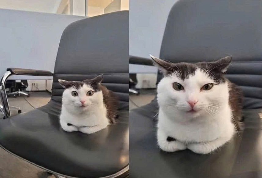 This is a two-panel collage meme featuring a white and grey domestic cat. In the left panel, the cat is positioned at a distance on a black leather office chair in an office environment, sitting in a compact 'loaf' posture with its paws tucked under its body, and has wide, curious, alert wide-open eyes. The right panel is a close-up zoom shot of the same cat in the exact same position, now with half-lidded, bored, unimpressed, relaxed eyes, giving the impression of the cat being unbothered or casually judging the viewer.