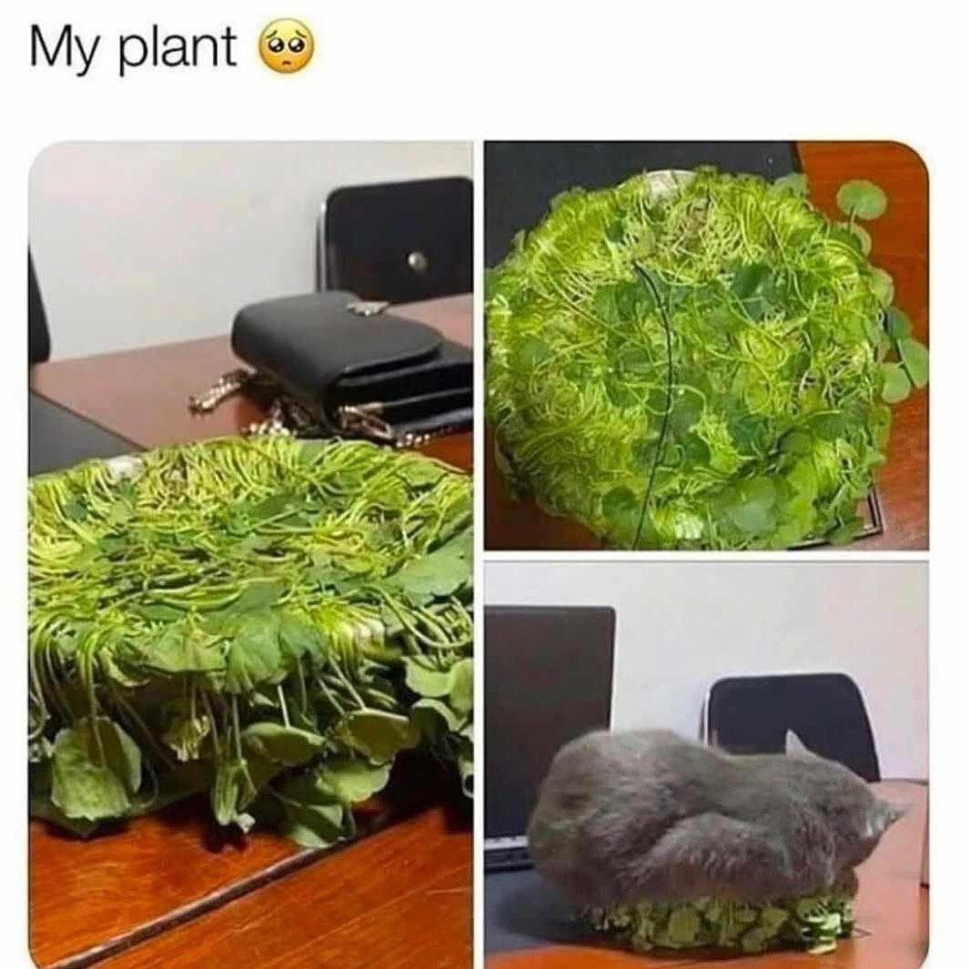 This is a 3-panel comedic photo meme. The top of the meme features text reading "My plant" paired with a sad, pleading face emoji. The first left panel shows what appears to be a flattened, wilted lush green potted plant placed on a wooden table, with a black chain-strap handbag and black office chairs visible in the background. The top-right panel is a close-up shot of the same round, green leafy mass that looks like an overgrown houseplant. The final bottom panel reveals the punchline: the supposed "plant" is actually a grey domestic cat crouched underneath a pile of green plant foliage, having squished the plant down so only the leaves are visible from above, tricking the owner into thinking their plant was damaged.