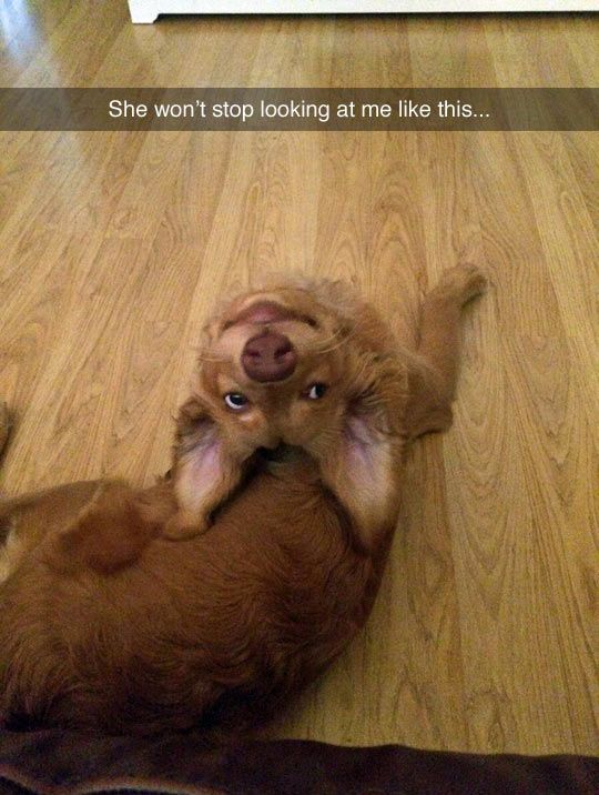 The image features a fluffy light brown dog, likely a spaniel or golden retriever mix, lying on its back on a light wood grain floor. Its head is tilted fully upside down as it stares directly up at the camera with a goofy, slightly smug, wide-eyed expression, with its ears splayed out to either side. A text overlay at the top of the image reads "She won't stop looking at me like this...". The humor comes from the dog's absurdly silly, intentionally attention-grabbing stare that feels playful and almost demanding of its owner's attention.
