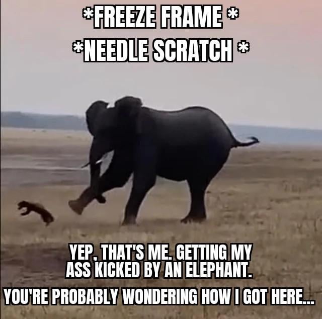 This meme displays a wild savannah scene: a large elephant has just kicked a small honey badger, sending the smaller animal flying through the air. Text at the top uses the common comedy trope markers *FREEZE FRAME* and *NEEDLE SCRATCH*, which reference the classic narrative device where a scene pauses abruptly with a record scratch sound effect to introduce a surprising, unexpected situation. Text at the bottom is written from the first-person perspective of the honey badger, reading: "YEP, THAT'S ME. GETTING MY ASS KICKED BY AN ELEPHANT. YOU'RE PROBABLY WONDERING HOW I GOT HERE...." The joke subverts the widely known internet cultural perception of honey badgers as completely fearless and indifferent to consequences, famously summed up by the phrase "honey badger don't care".
