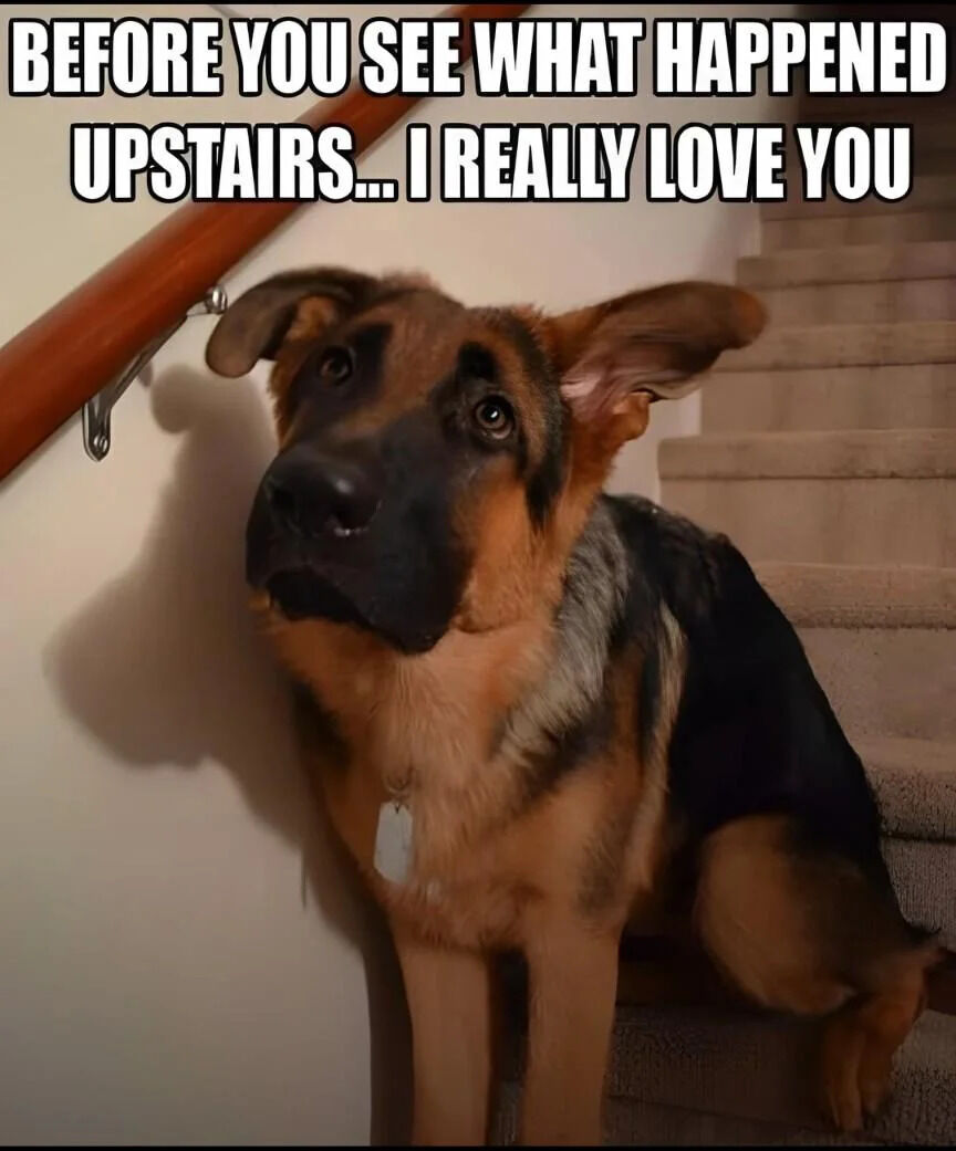 A photograph of a German Shepherd dog sitting on a carpeted staircase. The dog has a brown and black coat, with large, slightly floppy ears and wide, expressive eyes looking upward with a guilty yet endearing expression. To the left is a wooden handrail, and the background shows a plain wall and more stairs leading upward. Overlaid text at the top of the image reads: 'BEFORE YOU SEE WHAT HAPPENED UPSTAIRS... I REALLY LOVE YOU', creating a humorous and wholesome scenario where the dog appears to be preemptively apologizing for mischief upstairs by expressing affection.