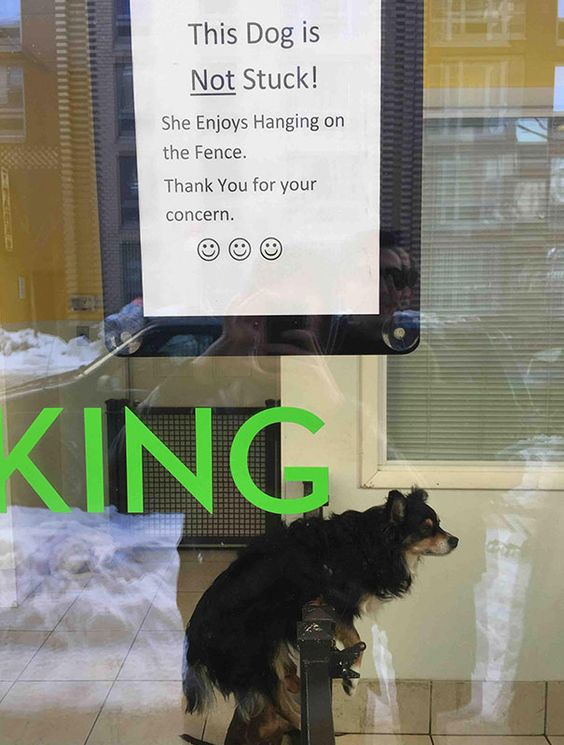 The image captures a small black and tan dog perched atop a metal fence inside a storefront window, a position that looks precarious enough to make passersby think she's trapped. To address this, a white sign is taped to the window above her, reading: 
> This Dog is Not Stuck! 
> She Enjoys Hanging on the Fence. 
> Thank You for your concern. 
> 😊😊😊

Partially visible large green text ("KING") appears on the window, and reflections show a snowy outdoor scene, indicating a winter setting. The core humor comes from the contrast between the dog's unusual, stuck-looking pose and the owner's friendly, clarifying sign—resolving a common misunderstanding from worried onlookers with a wholesome, lighthearted note.