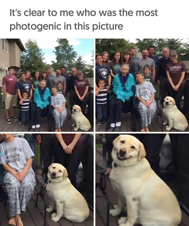 A humorous 2x2 grid collage meme featuring a family group photo with a golden retriever dog. The top text reads, "It's clear to me who was the most photogenic in this picture," setting up the punchline that the dog is the most photogenic. The top-left and top-right panels show the full family group (approximately 10-12 people of various ages) posing on a wooden deck with trees and houses in the background; the dog sits prominently in the front of both shots. The bottom-left panel zooms in on the dog sitting next to an elderly person, and the bottom-right panel is an extreme close-up of the dog's happy, smiling face with its mouth open, emphasizing its photogenic expression.