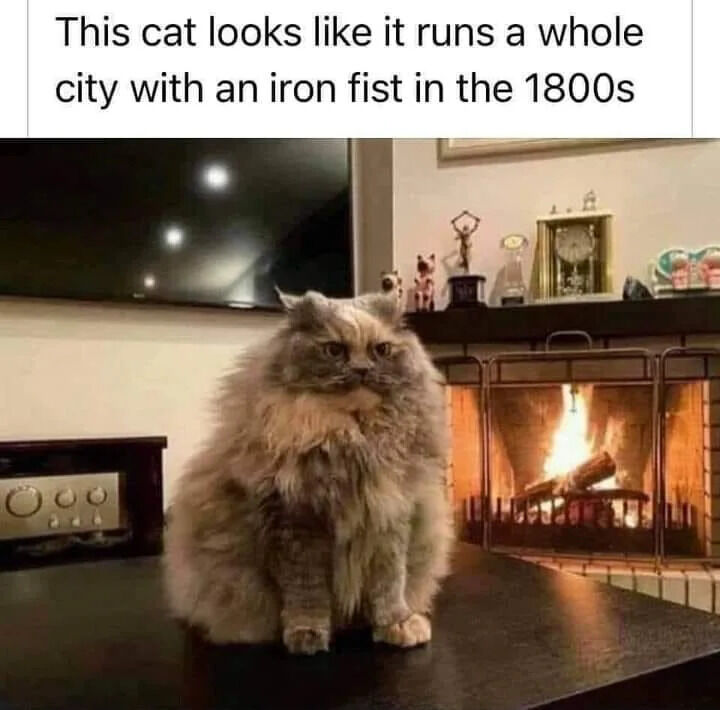 A photograph of a fluffy gray and cream cat sitting upright on a dark wooden table. The cat has a stern, serious expression with narrowed eyes, giving it a regal and authoritative demeanor reminiscent of a 19th-century city ruler. Behind the cat, there is a lit fireplace with a glass screen, emitting a warm glow. Above the fireplace, a shelf holds various small trophies and decorative items. To the left of the fireplace, a television is mounted on the wall. The caption at the top of the image reads: 'This cat looks like it runs a whole city with an iron fist in the 1800s'