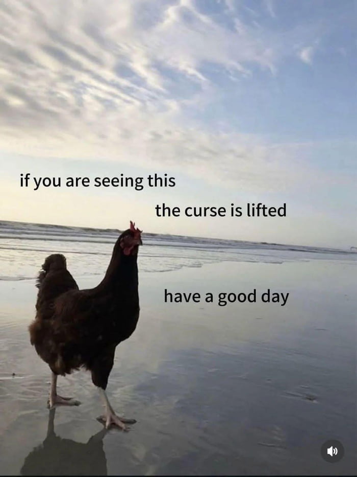 A photograph of a brown chicken standing on wet beach sand with ocean waves in the background and a partly cloudy sky. The chicken is facing the ocean, appearing calm and alert. Overlaid text reads: 'if you are seeing this the curse is lifted have a good day' in black font, positioned across the upper and middle parts of the image.