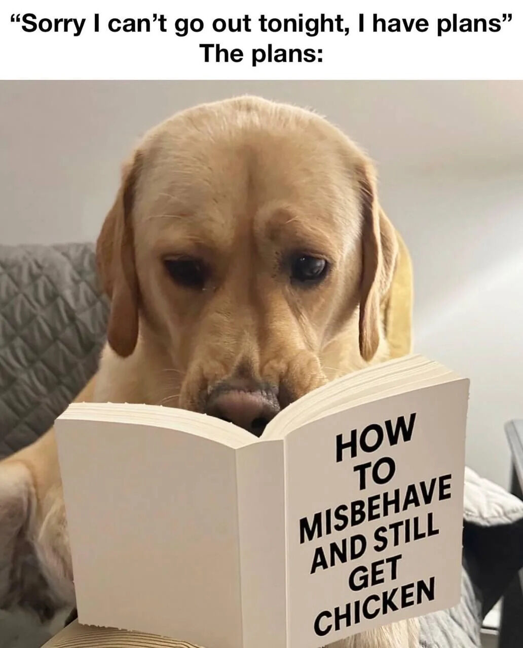A meme featuring a golden retriever dog sitting on a gray couch, intently reading a book titled 'HOW TO MISBEHAVE AND STILL GET CHICKEN'. The top text sets up a relatable scenario: 'Sorry I can't go out tonight, I have plans' followed by 'The plans:', humorously revealing the dog's 'plans' as reading the mischievous book. The dog's calm, focused expression contrasts with the playful book title, creating a wholesome and funny tone.