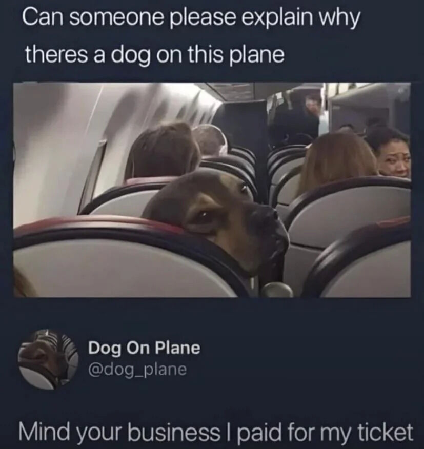 A meme featuring a real photograph of a dog peeking over the back of an airplane seat, with passengers visible in the background. The top text reads 'Can someone please explain why theres a dog on this plane' and the bottom text, humorously attributed to the dog, states 'Mind your business I paid for my ticket'. The bottom left corner includes the watermark 'Dog On Plane @dog_plane', indicating the source account.