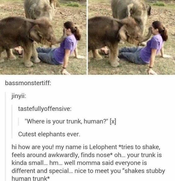 This meme features a two-panel real photograph of two curious baby elephants touching the face of a seated woman with their trunks, paired with a funny Tumblr comment thread that imagines the innocent perspective of the baby elephants. The joke anthropomorphizes the elephants, who do not understand that humans do not have trunks like their species. They mistake the human's nose for a very small trunk, and politely accept the difference after remembering that all creatures are different and special, resulting in a wholesome, cute playful scenario.
