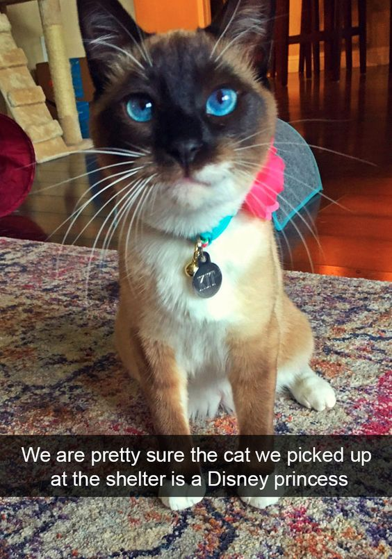 The image features a real Siamese mix cat with striking bright blue eyes, sitting upright on a multicolored patterned area rug inside a residential home. The cat wears a teal collar with a metal ID tag and small bell, plus a pink ruffled accessory and gray fabric piece on its back that resembles a small princess dress. A text overlay at the bottom of the image reads 'We are pretty sure the cat we picked up at the shelter is a Disney princess'. The lighthearted joke plays on the cat's elegant, regal appearance and its makeshift outfit, comparing it to the graceful, royal aesthetic of animated Disney princess characters, creating a warm, wholesome punchline about the adopted shelter pet.
