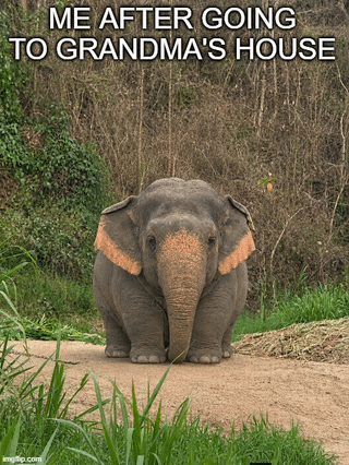 The meme features a photograph of a very plump, round baby elephant standing on a dirt path in front of a background of dry brush and green foliage. White bold all-caps text at the top of the image reads 'ME AFTER GOING TO GRANDMA'S HOUSE'. The joke leans into the widely relatable experience of grandparents overfeeding their grandchildren during visits, comparing the resulting full, bloated feeling to the unusually chubby, 'chungus' appearance of the young elephant. A small Imgflip watermark is visible in the bottom left corner of the image.