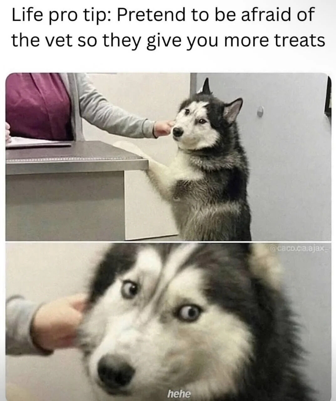 This is a two-panel wholesome meme centered on a husky dog during a vet visit. 

1. **Top Panel**: Features the text: *"Life pro tip: Pretend to be afraid of the vet so they give you more treats"*. The husky stands on its hind legs, one paw resting on a vet exam table, with a nervous/anxious expression as a human hand touches its face.
2. **Bottom Panel**: A close-up of the same husky with wide, innocent-looking eyes, paired with the text *"hehe"* below it, implying the dog is secretly proud of its trick to earn extra treats.

The joke relies on anthropomorphizing the dog, giving it a playful, scheming personality to get rewards—making it relatable, cute, and wholesome for pet owners.