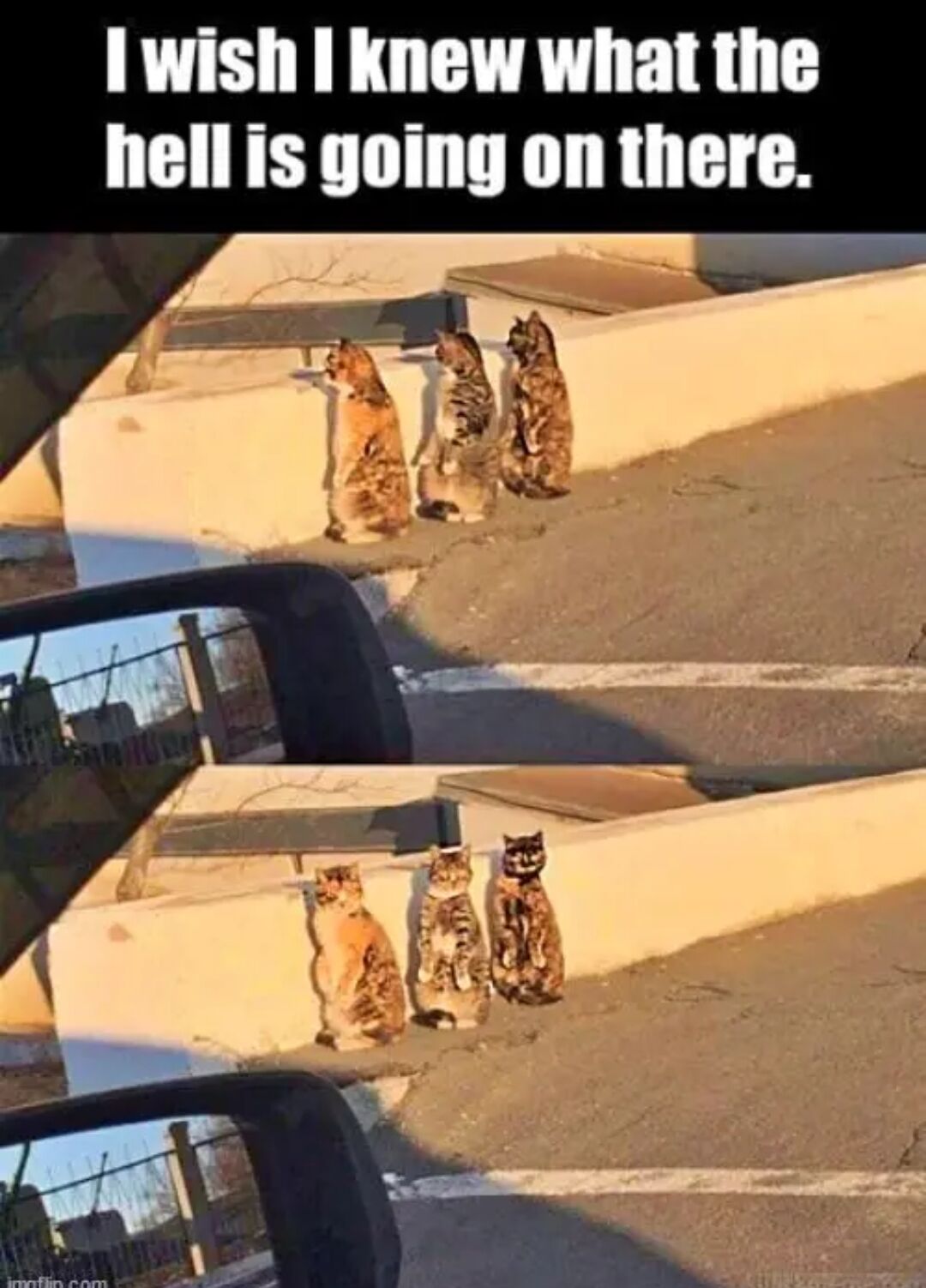 This humorous meme consists of two nearly identical shots of three domestic cats sitting on a concrete curb next to a parked car. The top section shows the cats appearing to face away from the viewer, looking over the curb towards an off-screen area, paired with white text on a black bar at the top that reads 'I wish I knew what the hell is going on there.' The bottom section reveals the view from the car's side mirror, showing that all three cats are actually facing directly towards the car and the person inside it. The joke relies on the unexpected reversal: the person in the car is curious about what the cats are observing, only to find the cats have been watching them the entire time.