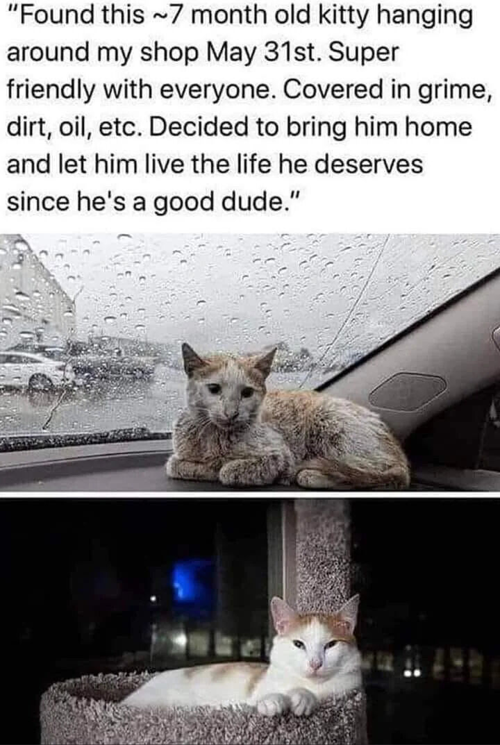 A two-panel before-and-after meme featuring a rescued cat. The top panel shows a dirty, tired cat lying on a car dashboard with a rainy window in the background, appearing unkempt and weary. The bottom panel shows the same cat transformed: clean, healthy, and relaxed, resting comfortably in a soft cat bed. Above the panels is a text description explaining the rescue: finding a ~7-month-old friendly cat covered in grime near a shop, deciding to bring it home to live a better life.