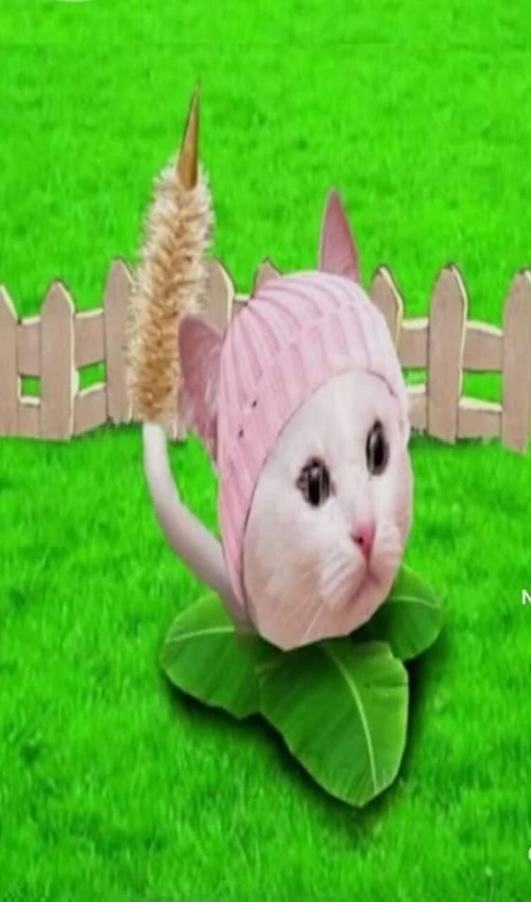 This is a humorous edited meme that creates a silly "realistic" version of the Cattail defensive plant from the *Plants vs Zombies* video game. The plant is formed by compositing a popular wide-eyed sad white cat meme face as the plant's head, wearing a pink ribbed beanie that matches the shape of the Cattail's top, set on a base of large green leaves. A traditional fuzzy cattail spike on a curved stem extends from behind the cat head. The whole creation is placed on a bright green lawn background with a small wooden picket fence behind it, matching the classic lawn level aesthetic of *Plants vs Zombies*. The joke comes from the absurd, cute mashup of the recognizable game plant with a viral cat meme, subverting expectations of what a "realistic" game adaptation would look like.
