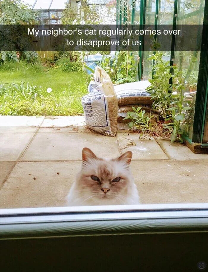 This is a casual photograph taken from inside a home, looking out through a glass patio door. A fluffy pale cat with a naturally grumpy, unimpressed expression sits right outside the glass, staring directly in towards the people inside the house. The background shows a backyard garden with green grass, potted plants, and bags of gardening soil. Overlaid text at the top reads 'My neighbor's cat regularly comes over to disapprove of us'. The meme plays on the cat's naturally judgmental-looking face, framing its frequent visits as it coming to judge the homeowners, creating a funny and wholesome joke.