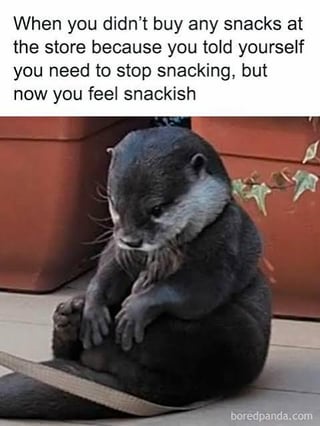 This is a relatable funny meme about dieting struggles. It pairs text describing the common experience of skipping buying snacks at the store to stick to a no-snack diet rule, only to immediately start craving snacks afterwards, with a photograph of a glum, hunched-over grumpy otter whose posture and expression perfectly match the regretful, hungry mood of this situation.