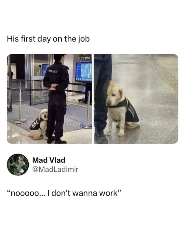 This is a two-panel relatable work meme. The top text above the panels reads 'His first day on the job'. The left panel shows a young yellow labrador wearing a security dog uniform sitting next to a uniformed security guard (facing away from the camera) at what appears to be a public building or airport check-in area, leaning against the guard's leg looking weary. The right panel is a close-up of the same dog, with a visibly tired, unenthusiastic, gloomy expression as it sits next to its handler's leg. Below the two panels is a screenshot of a post from X (formerly Twitter) user Mad Vlad @MadLadimir, which reads 'nooooo... I don't wanna work'. The meme uses the dog's reluctant, exhausted demeanor on its first day of work to humorously represent the universal relatable feeling of dreading going to work, especially when starting a new role.