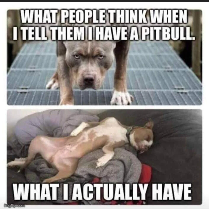 This is a two-panel expectation vs reality meme pushing back against unfair pitbull stereotypes. The top panel features an intimidating, stern-looking pitbull standing on a metal cage grate, with overlaid text reading "WHAT PEOPLE THINK WHEN I TELL THEM I HAVE A PITBULL", representing the common public misconception that pitbulls are aggressive, dangerous animals. The bottom panel shows a small, gentle pitbull puppy sleeping completely relaxed on its back on a pile of soft blankets, with overlaid text reading "WHAT I ACTUALLY HAVE", highlighting that most companion pitbulls are docile, affectionate, lazy pets. The humor comes from the stark contrast between negative public perception of the breed and the real gentle nature of most pet pitbulls.