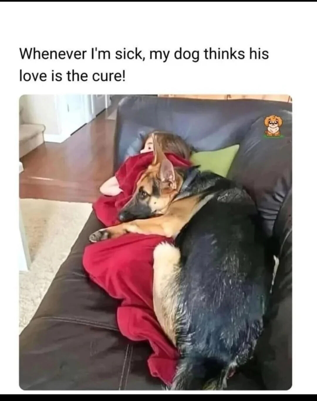 A heartwarming photograph depicting a person lying on a dark leather couch, wrapped in a red blanket, appearing to be unwell. A German Shepherd dog is cuddling close, with its head resting on the person's chest and body curled around them, displaying affectionate behavior. Above the image, a text caption reads, 'Whenever I'm sick, my dog thinks his love is the cure!' The background shows a wooden floor and a glimpse of a hallway, enhancing the cozy indoor atmosphere. A small watermark featuring a cartoon dog is visible in the top right corner of the image.