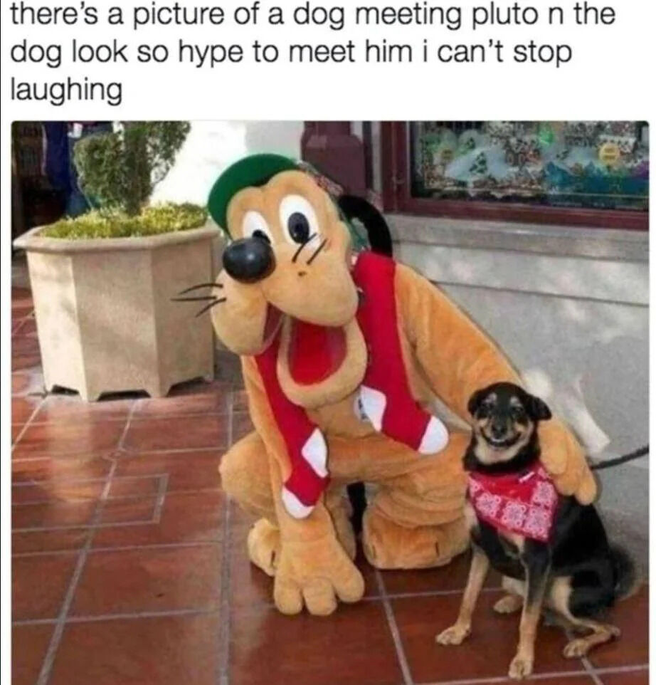 A heartwarming image featuring a real black and tan dog wearing a red patterned bandana sitting next to a person dressed as Disney's Pluto character. Pluto, depicted in his iconic orange costume with a green hat and red scarf (adorned with white accents), is squatting down with one arm gently placed around the real dog. The Pluto costume exhibits an exaggeratedly excited expression with wide eyes and an open mouth, while the real dog appears equally happy, showcasing a broad smile. The setting includes a red tiled floor, a large potted plant, and a building exterior with a window in the background. Above the image is a comment describing the scene: 'there's a picture of a dog meeting pluto n the dog look so hype to meet him i can't stop laughing'.