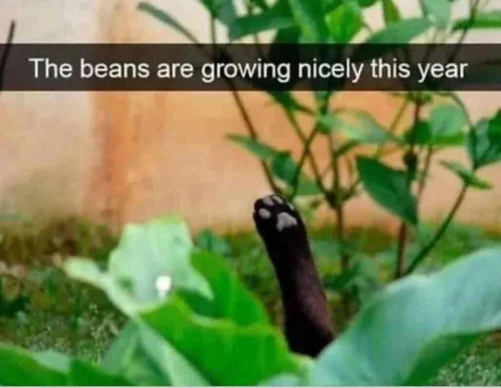A photograph of a bean plant with vibrant green leaves growing in a garden setting, featuring a blurred orange-brown wall in the background. Partially obscured by the plant's foliage, a dark-colored animal paw (likely from a cat or small dog) with visible white paw pads is prominently positioned at the center-bottom of the image. A white text overlay at the top reads: 'The beans are growing nicely this year.' The humor stems from the contrast between the earnest statement about successful bean growth and the hidden animal paw, subtly implying the animal may be interacting with or interfering with the plants.