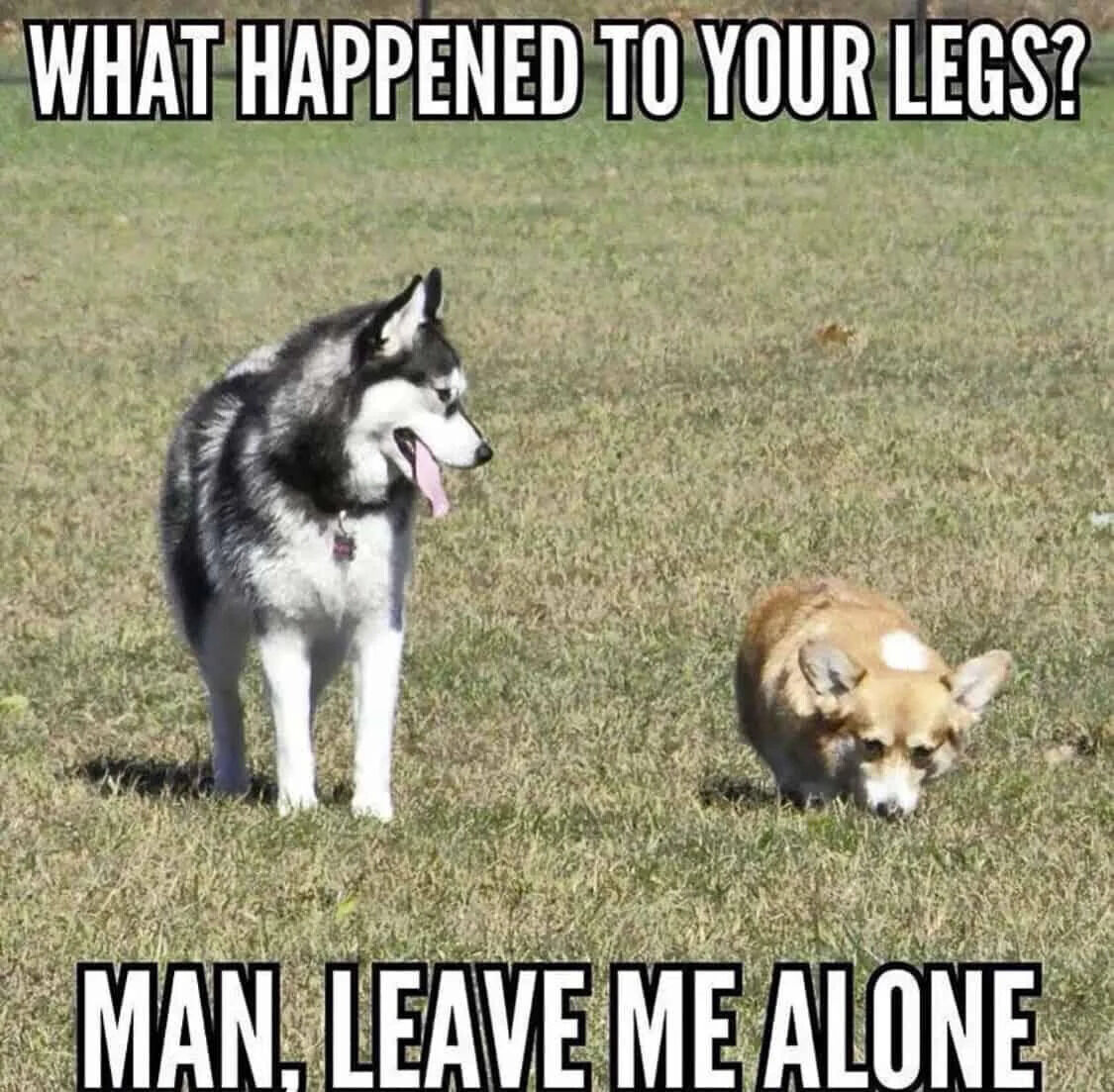 The meme depicts two dogs, a Husky and a Corgi, in a grassy outdoor setting. The Husky, with black and white fur, stands tall with its mouth open and tongue slightly protruding, appearing to address the Corgi. The Corgi, a smaller tan and white dog with characteristic short legs, stands lower to the ground, looking downward with a seemingly unamused expression. The top text overlay reads 'WHAT HAPPENED TO YOUR LEGS?' (implied to be spoken by the Husky), while the bottom text reads 'MAN, LEAVE ME ALONE' (implied to be the Corgi's response), creating a humorous scenario where the Husky playfully teases the Corgi about its short legs.