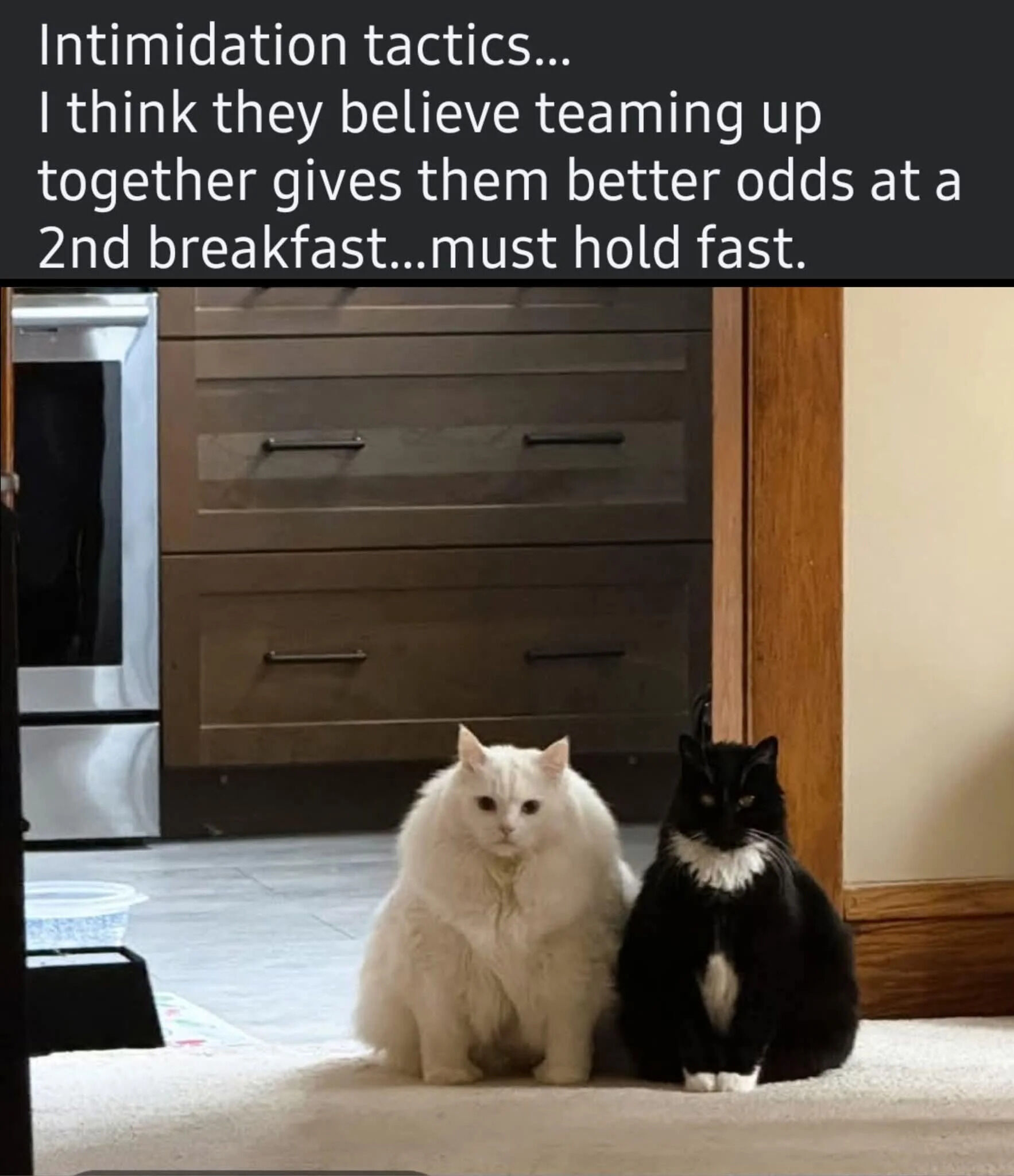 This meme features a photograph of two domestic cats, one fluffy solid white and one black with white chest/paw markings, sitting side-by-side staring directly at the viewer (their owner). Text at the top jokes that the cats are using "intimidation tactics" by teaming up, believing this improves their chances of getting a second breakfast, while the owner is resolved to "hold fast" and resist their begging. It is a relatable, lighthearted joke for cat owners about persistent pets begging for extra food.