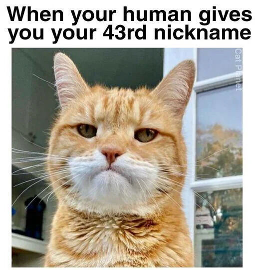 A meme featuring a close-up photo of an orange tabby cat with a neutral, slightly unamused expression. The text at the top reads 'When your human gives you your 43rd nickname,' humorously capturing the cat's apparent indifference to the many nicknames pet owners give their pets. The background shows an indoor setting with a window visible to the right. A partial watermark 'Car...' is present in the top right corner, possibly the photographer's name or handle.