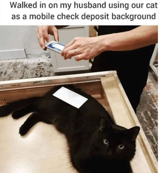 A humorous and wholesome photograph depicting a black cat lying relaxed in a shallow wooden tray. A white check is placed on the cat's torso, and a person's hands are visible holding a mobile phone above the cat, presumably to capture the check for mobile deposit. The scene is lighthearted, with the cat appearing calm yet slightly curious, creating a charming everyday moment.