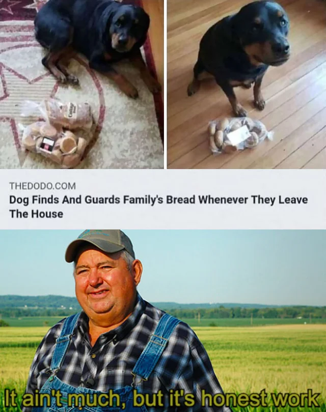 This is a collage meme combining two distinct content pieces. The top section features two photos of a Rottweiler dog: one lying on a rug next to a packaged loaf of bread, and another sitting on a wooden floor with the same bread. Below these photos, a headline from The Dodo reads: 'Dog Finds And Guards Family's Bread Whenever They Leave The House', explaining the dog's loyal behavior. The bottom section is the widely recognized 'It ain't much, but it's honest work' meme, showing a smiling farmer standing in a wheat field with the text overlaid. The humor comes from anthropomorphizing the dog's simple act of guarding bread as a low-effort but sincere 'job', perfectly aligning with the farmer's quote. This creates a wholesome, relatable joke that frames small, loyal actions as meaningful 'honest work'.