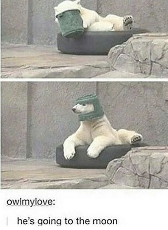 This is a two-panel wholesome meme featuring a real polar bear in a zoo enclosure. The first panel shows the polar bear lying down with a green plastic bucket completely covering its head. In the second panel, the polar bear sits upright, and the bucket now sits around its neck and head, perfectly shaped like an astronaut's space helmet. Below the two panels, a user comment shares the whimsical idea that the bear is going to the moon, turning the accidental bucket position into a cute, funny joke.