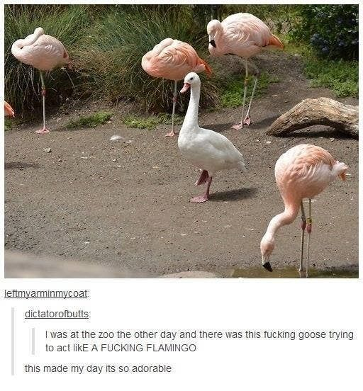 The image is a screenshot of a Tumblr post featuring a photograph of a white goose standing among a flock of pink flamingos at a zoo. The goose is standing on one leg, exactly mimicking the posture of the surrounding flamingos, trying to blend in with the flock. Below the photo, two Tumblr users comment on this funny and adorable situation.